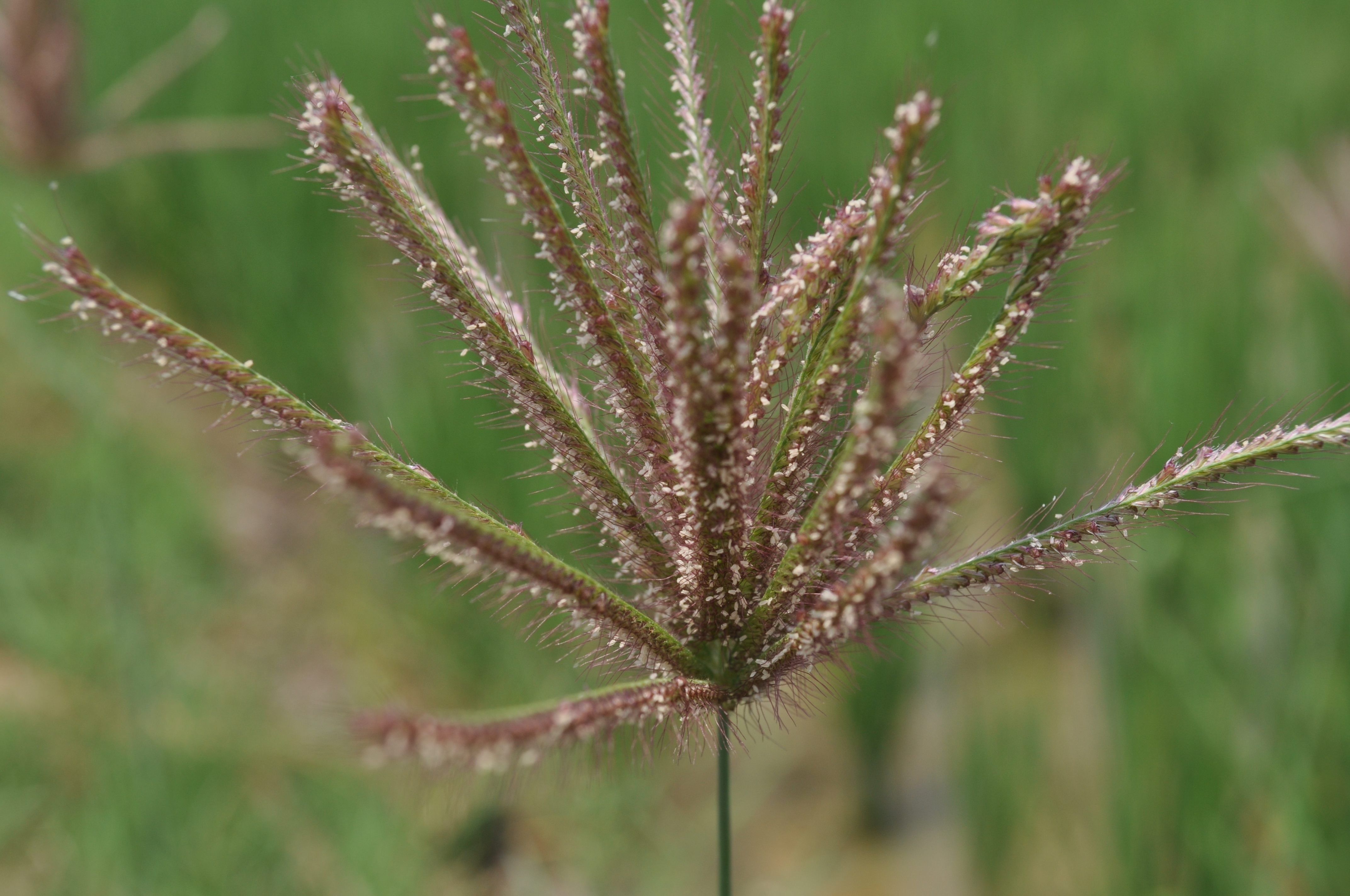 Chloris barbata_rice